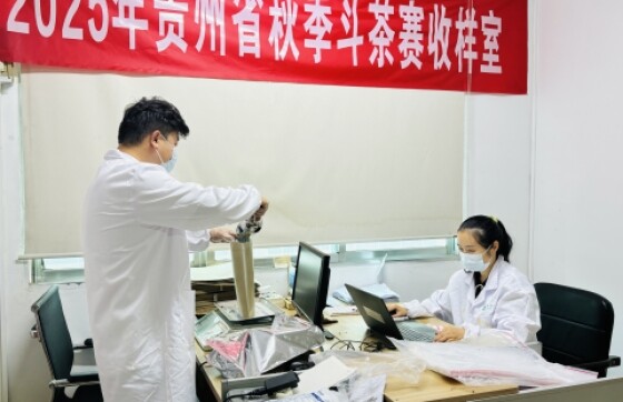 收样圆满收官！100余份茶样汇聚贵阳冲击“茶王”宝座