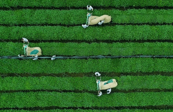 “十四五”时期，贵州茶产业发展关键词