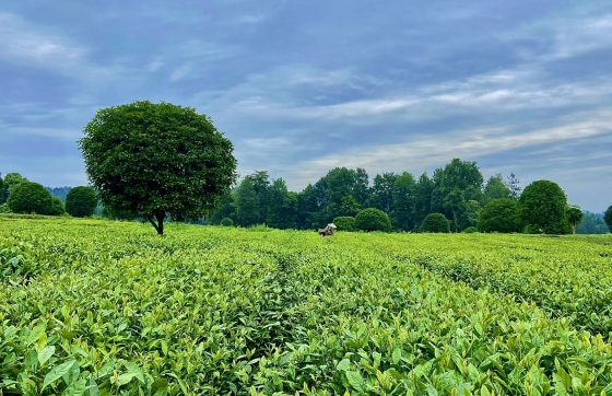 2025贵州茶行业十大新闻